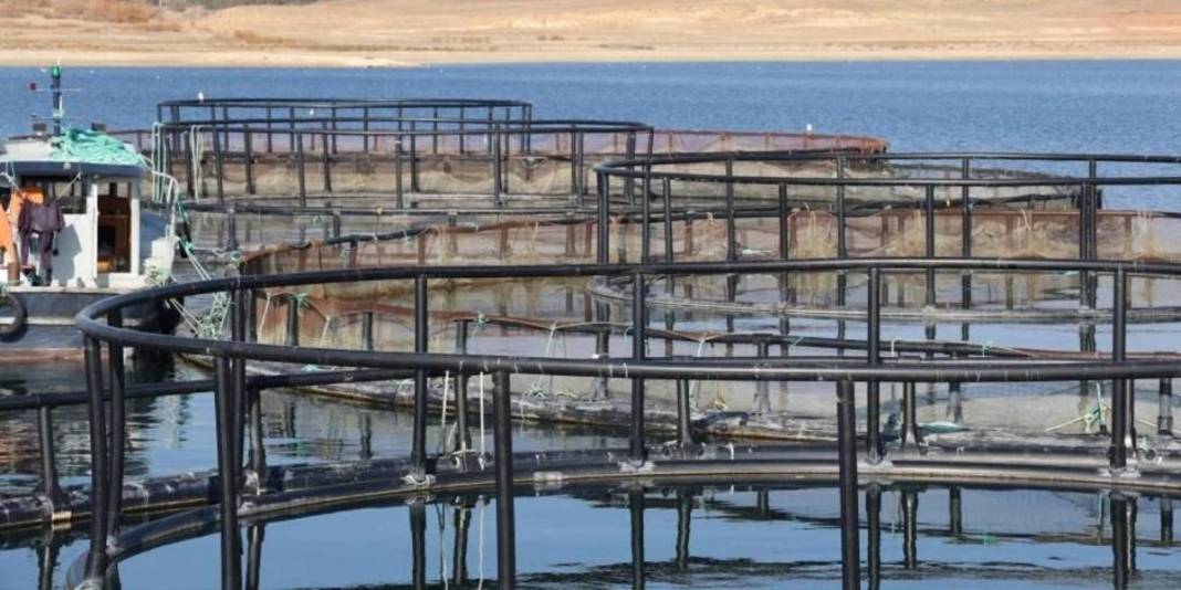 Kırşehir’de somon ihracatı dikkat çekiyor! Karadeniz’e yeni rakip: Rusya ve Çin’den bile talep görüyor 2